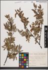 Foto von Salix daphnoides Vill.
